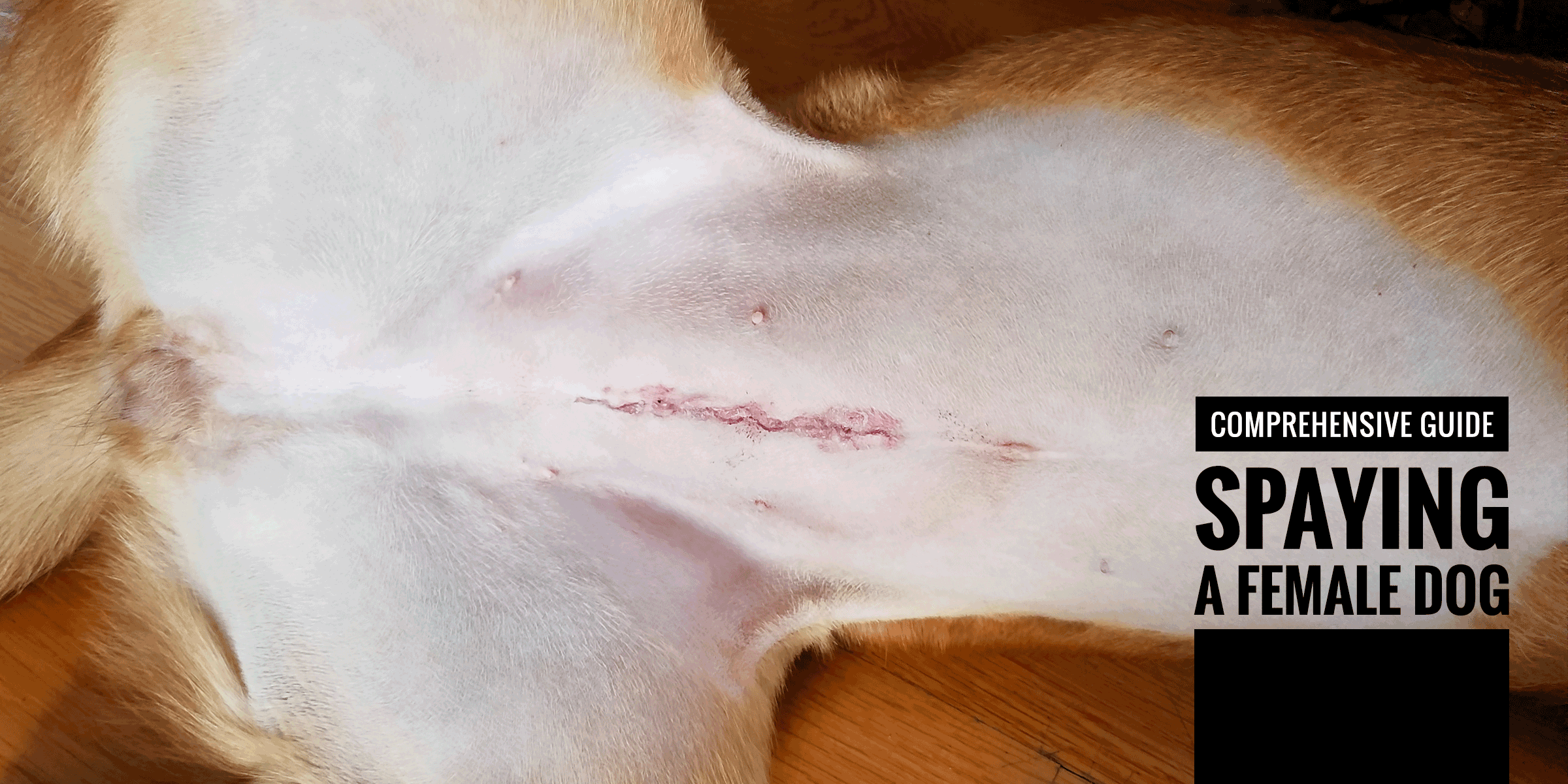 Spaying a Female Dog — Procedures 