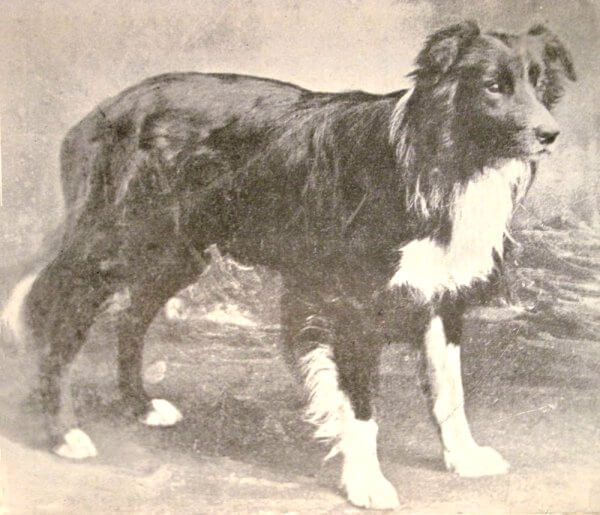 old hemp border collie history