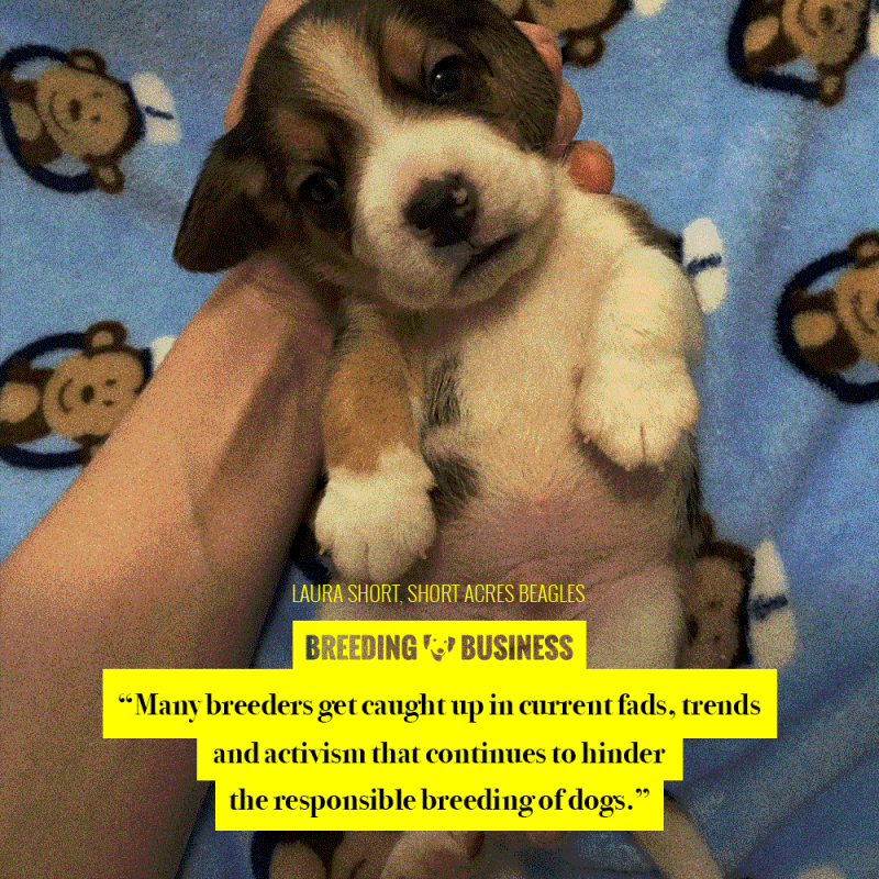 beagle breeding trends