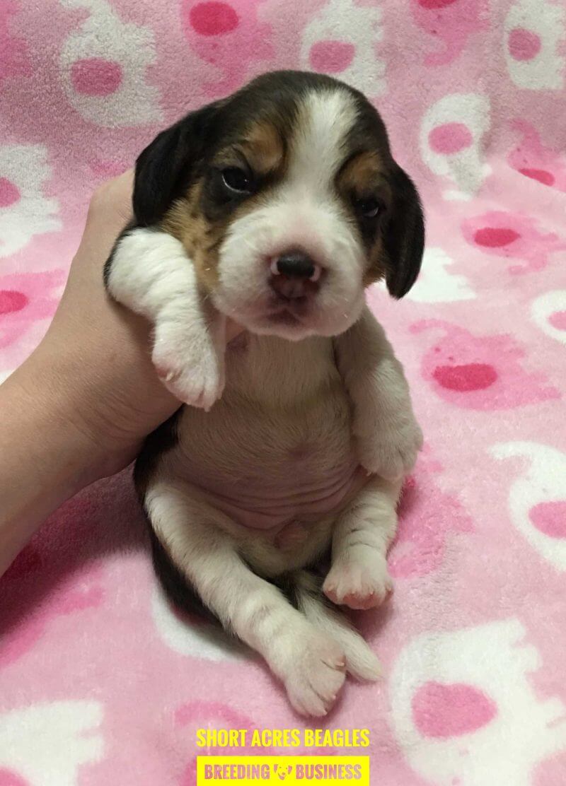 beagle puppy