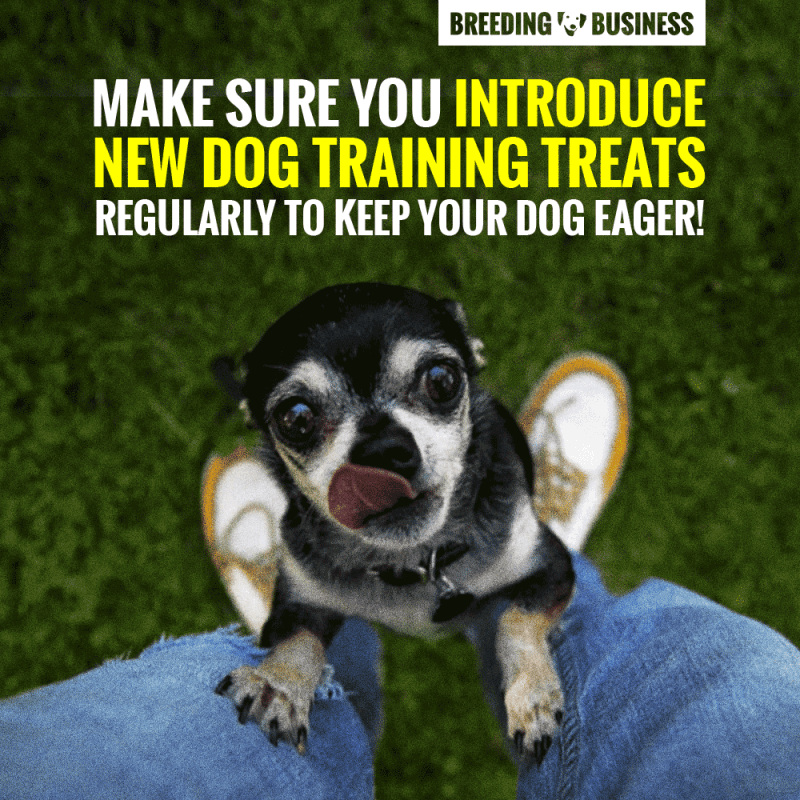 Introduce New Dog Training Treats