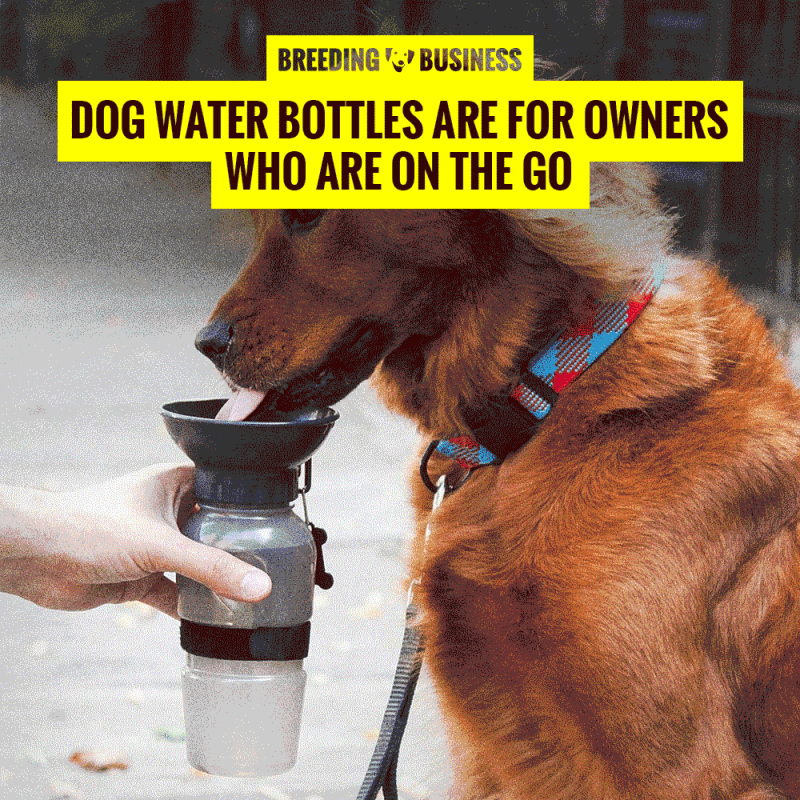 dog water bottles for travel