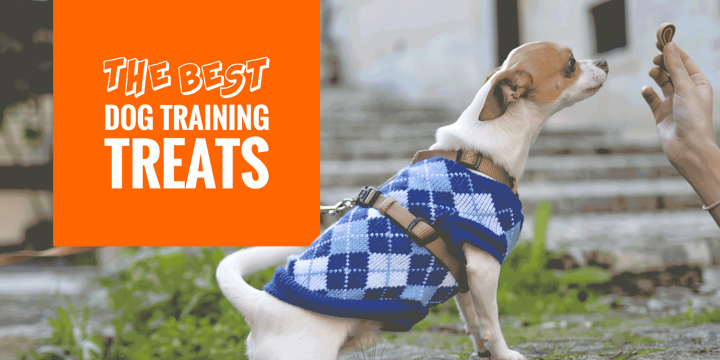 healthy dog training treats