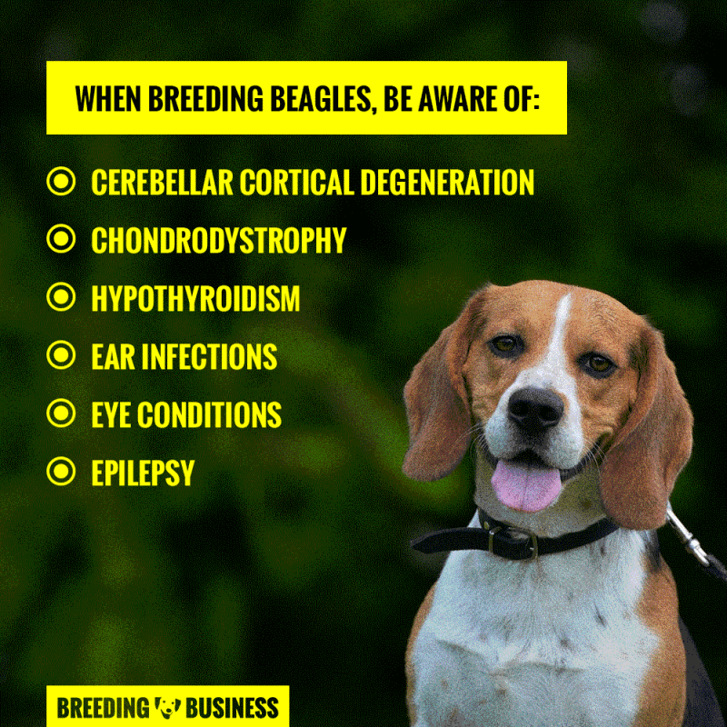 health when breeding beagles
