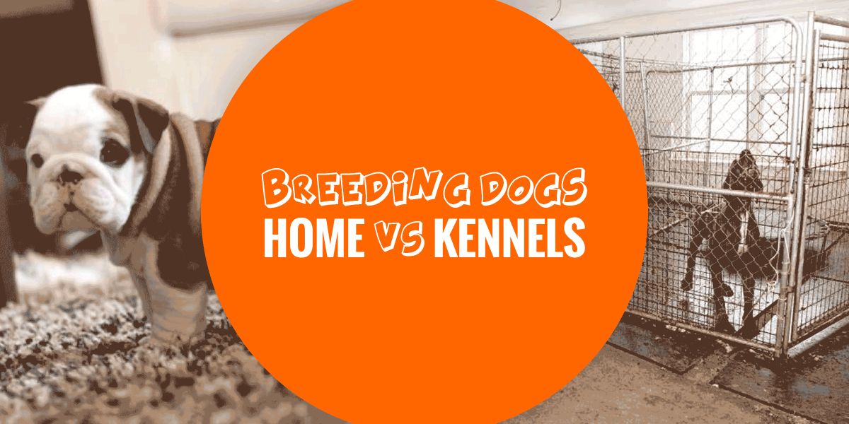 dog breeding kennels