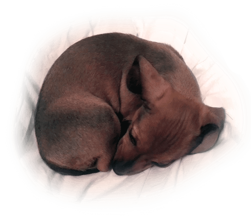 cold curled up puppy