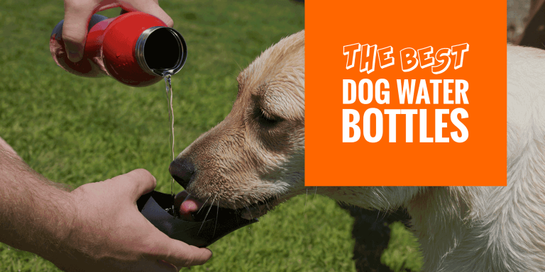 7 Best Dog Water Bottles For Traveling – Buying Guide, FAQ & Reviews