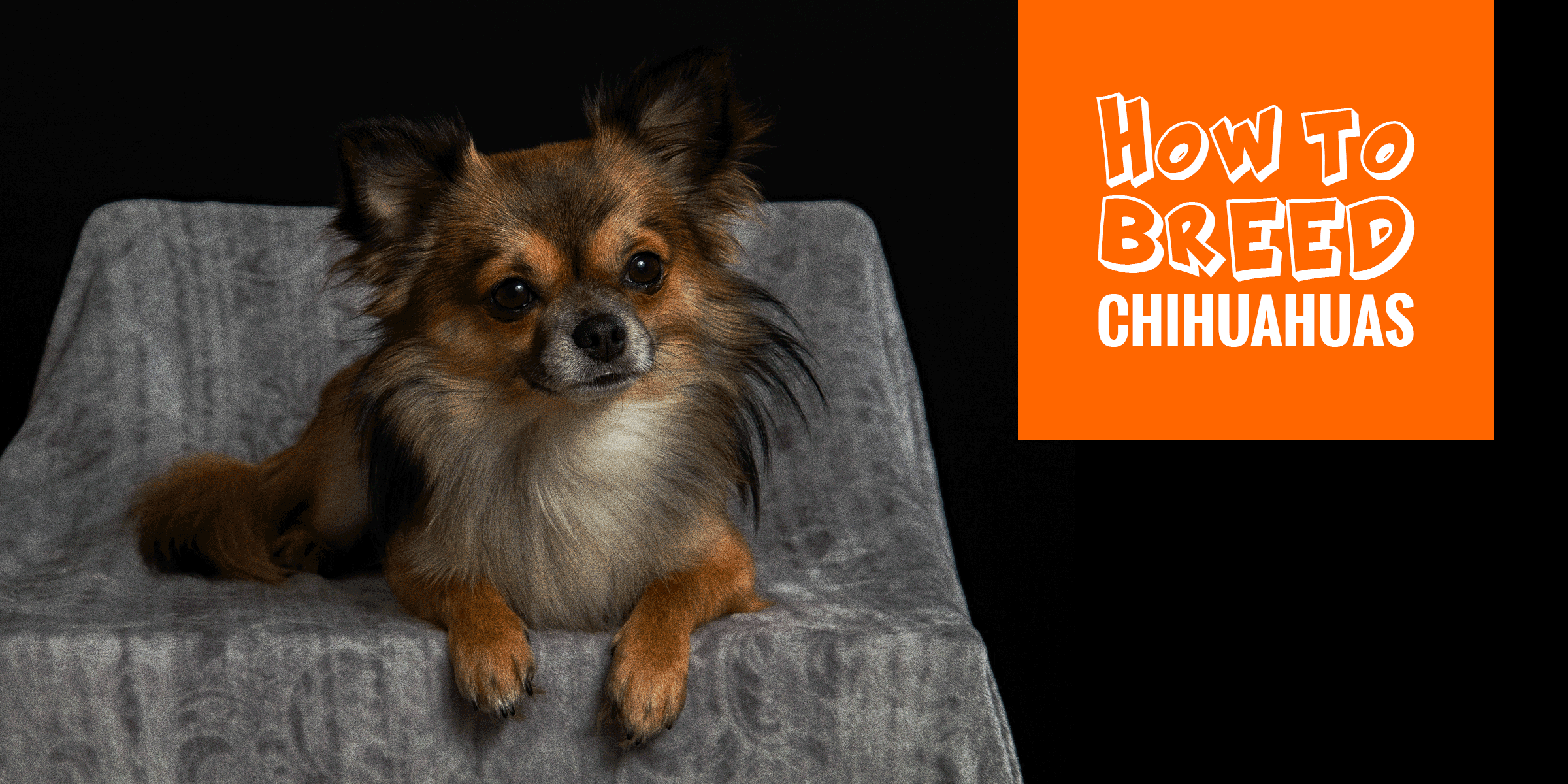 How To Breed Chihuahuas — FREE Guide to Breeding Chihuahuas