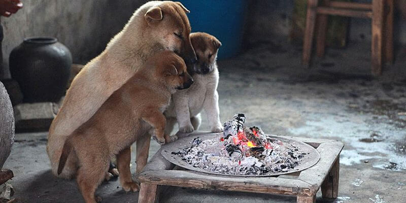 heating pad for newborn puppies
