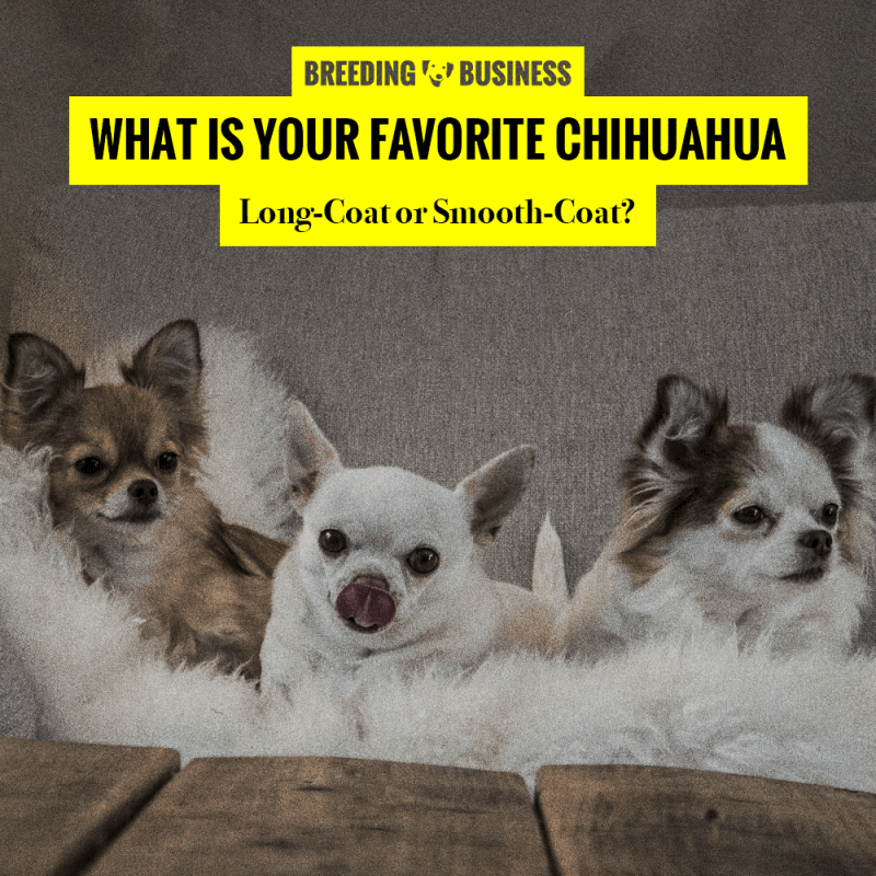 long coat vs smooth coat chihuahuas