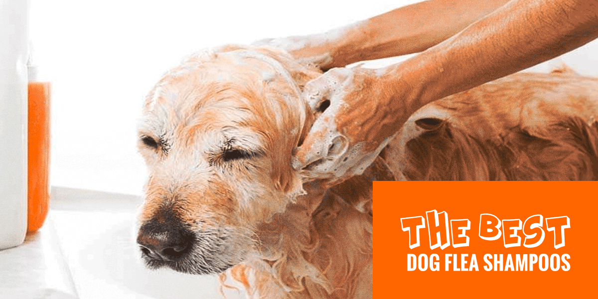 best flea shampoo for dogs uk