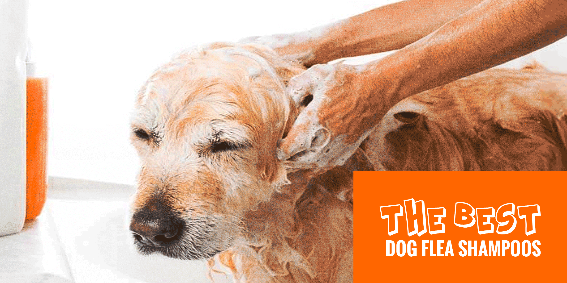 dog shampoo lice removal