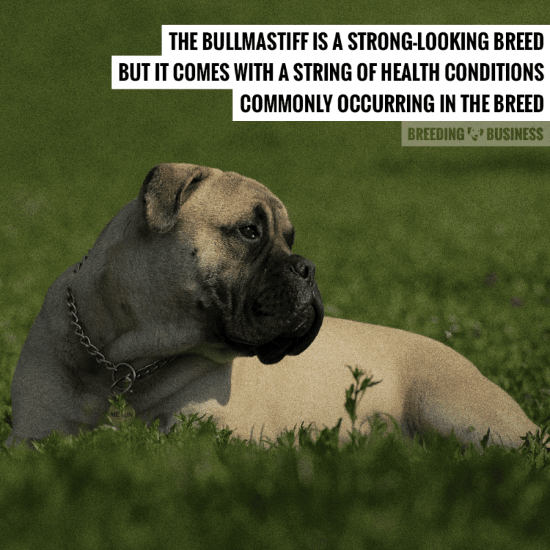 breeding healthy bullmastiffs