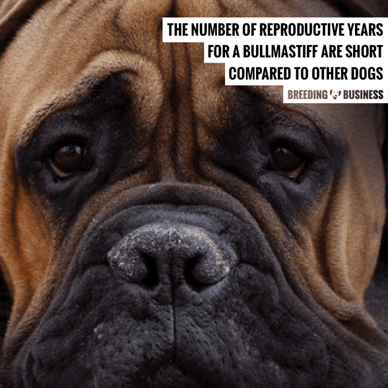 bullmastiff breeding years