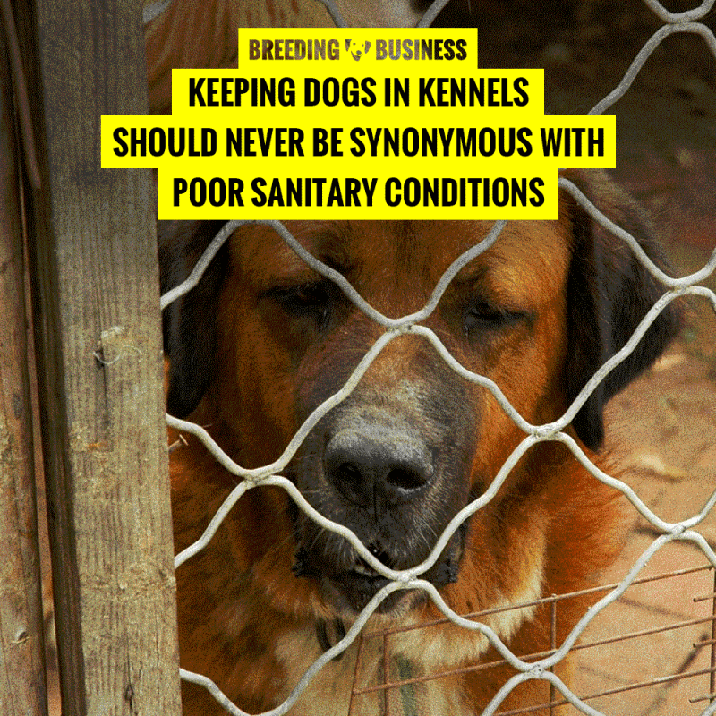 Hygiene with Dog Kennels.