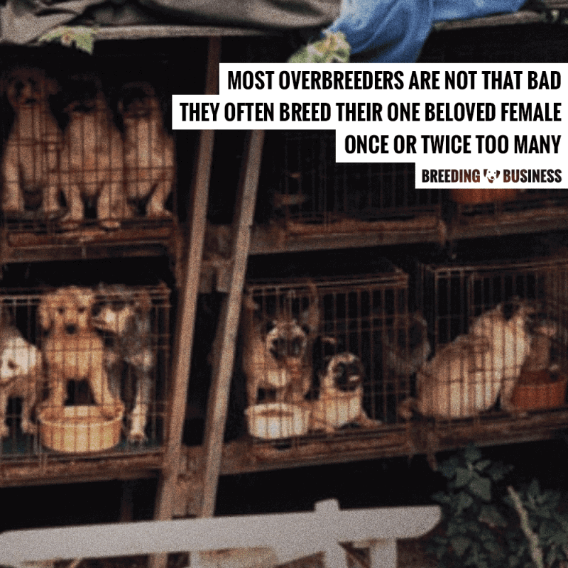 dog overbreeder vs puppy mills