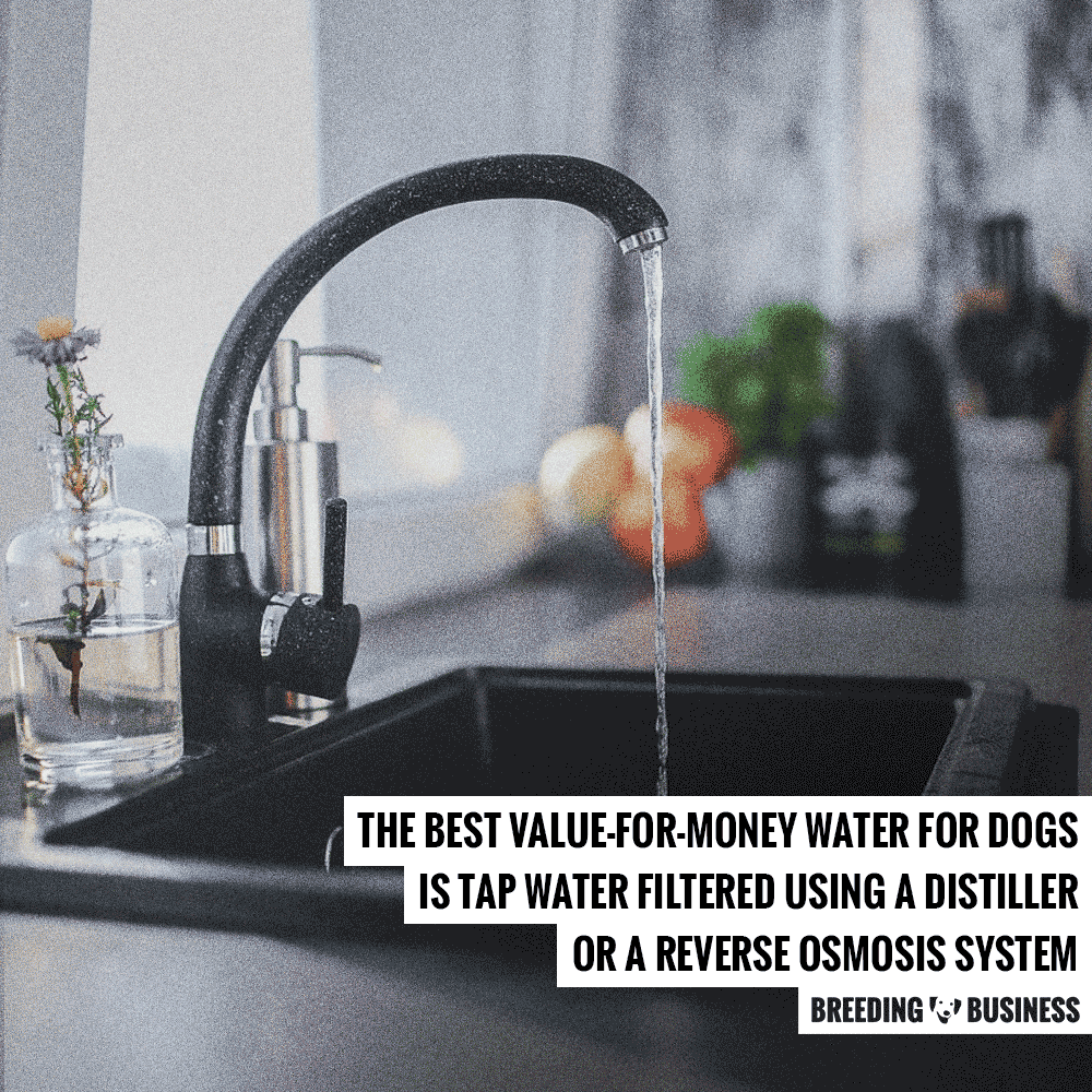 Is Tap Water Safe For Dogs To Drink — and Filtered or Bottled Water?