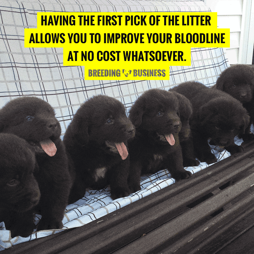 First Pick of the Litter — Definition, FAQ, Puppies to Pick & Avoid