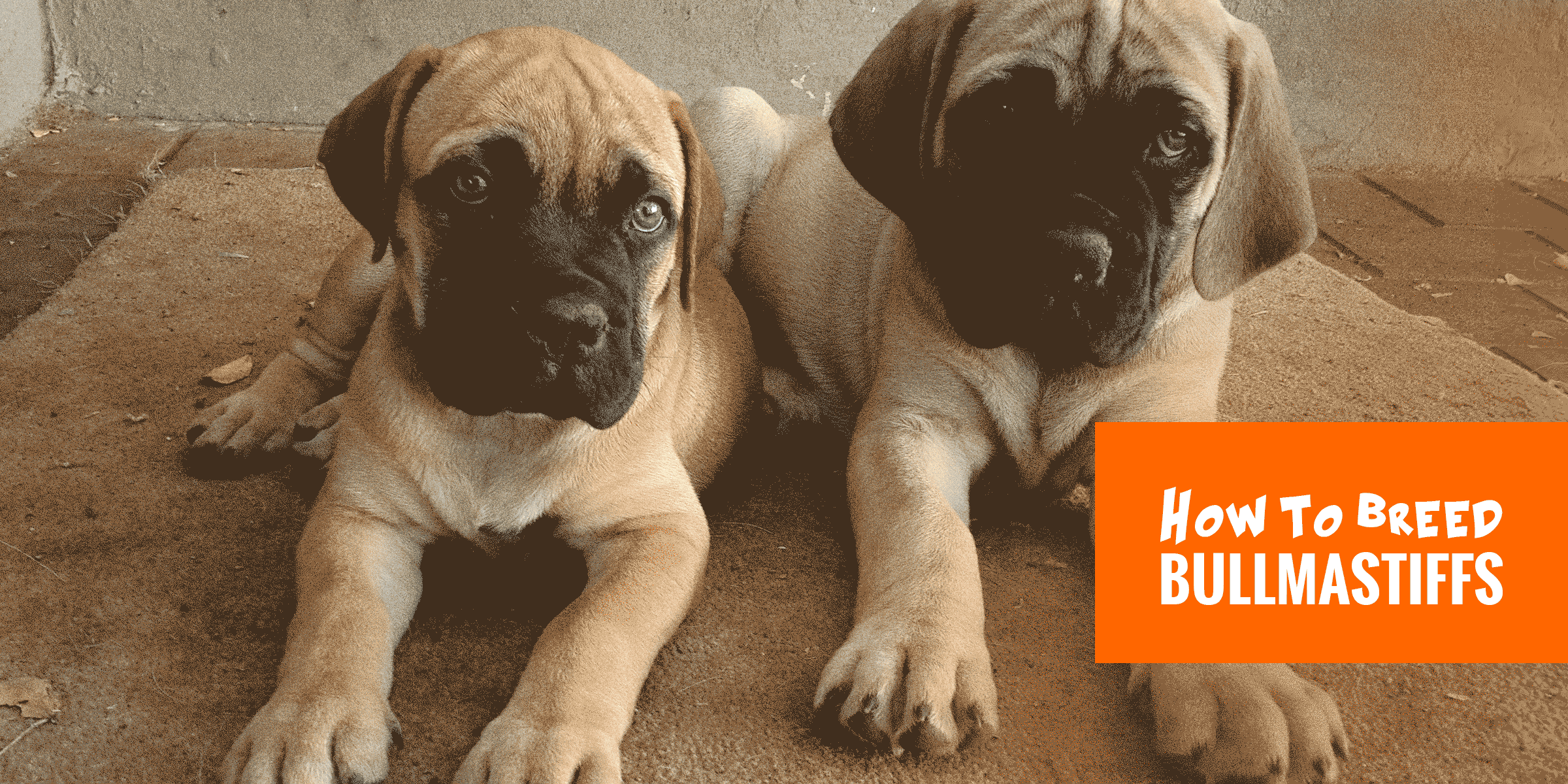 bullmastiff breeds