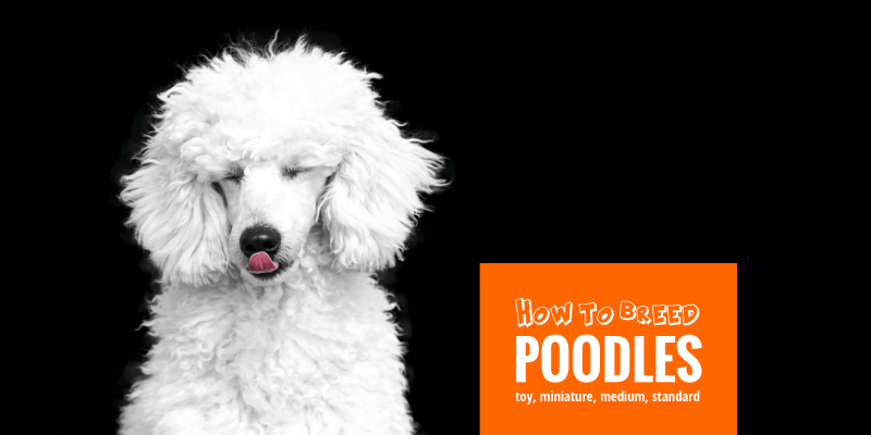 best miniature poodle breeders