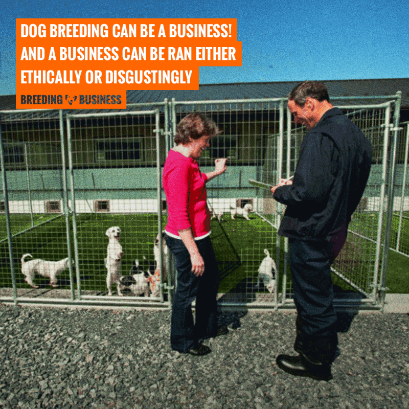 is dog breeding a business