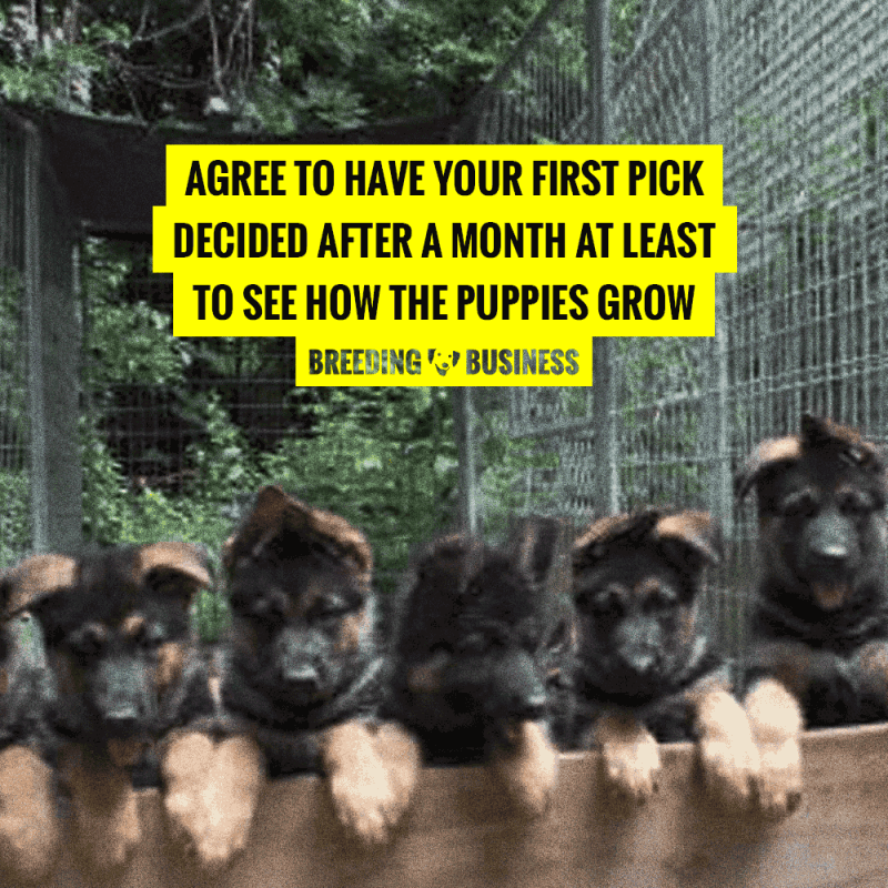 How to pick the best puppy out of the litter Https Encrypted Tbn0 Gstatic Com Images Q Tbn And9gctulsuhgayynnfhknzny6xkbf Imr1rgs9187g Koeee Aog21s Usqp Cau