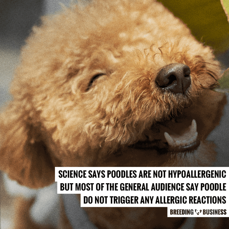 poodle hypoallergenic dog breed