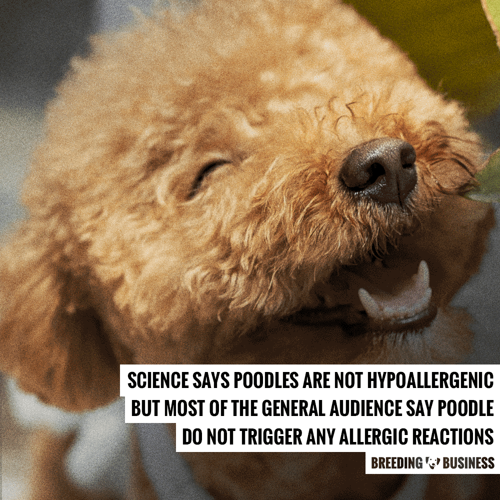 poodle hypoallergenic dog breed