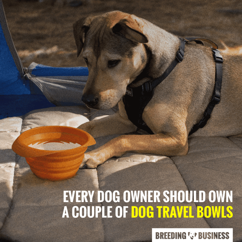 portable dog bowls