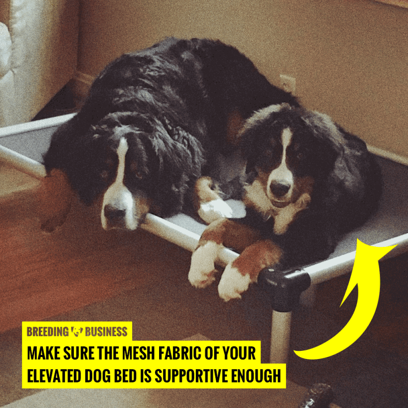 raised dog bed support