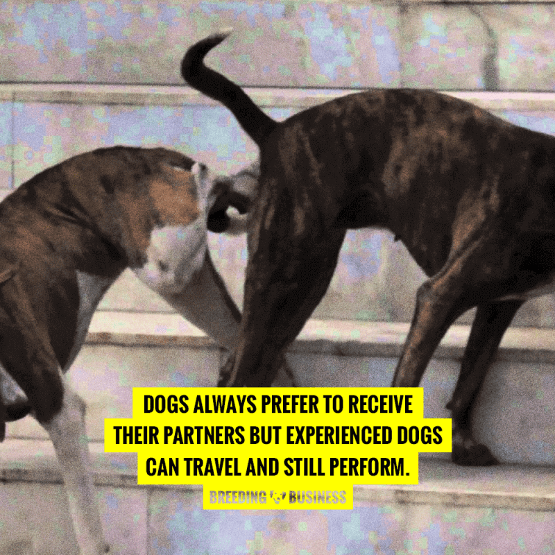 where should dogs breed