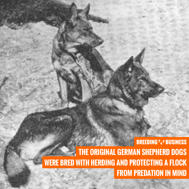 Horand von Grafrath (German Shepherd)