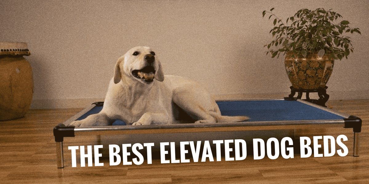 elevated dog beds for sale