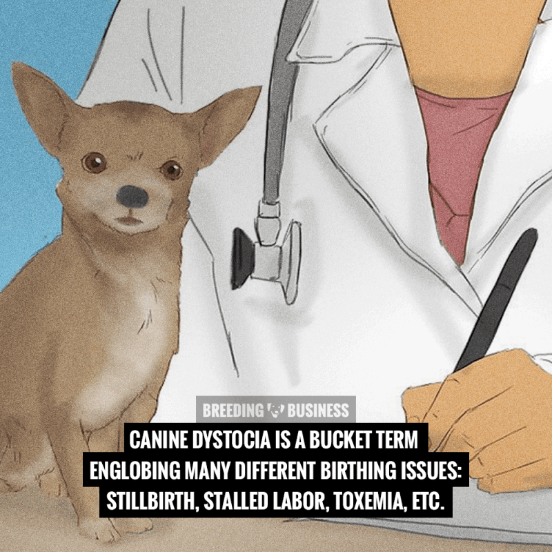 birth difficulties in dogs
