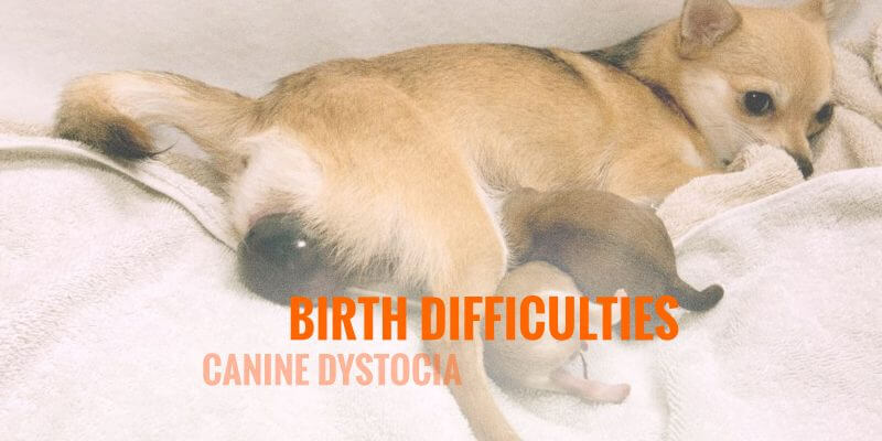 Canine Dystocia and Birth Difficulties in Dogs