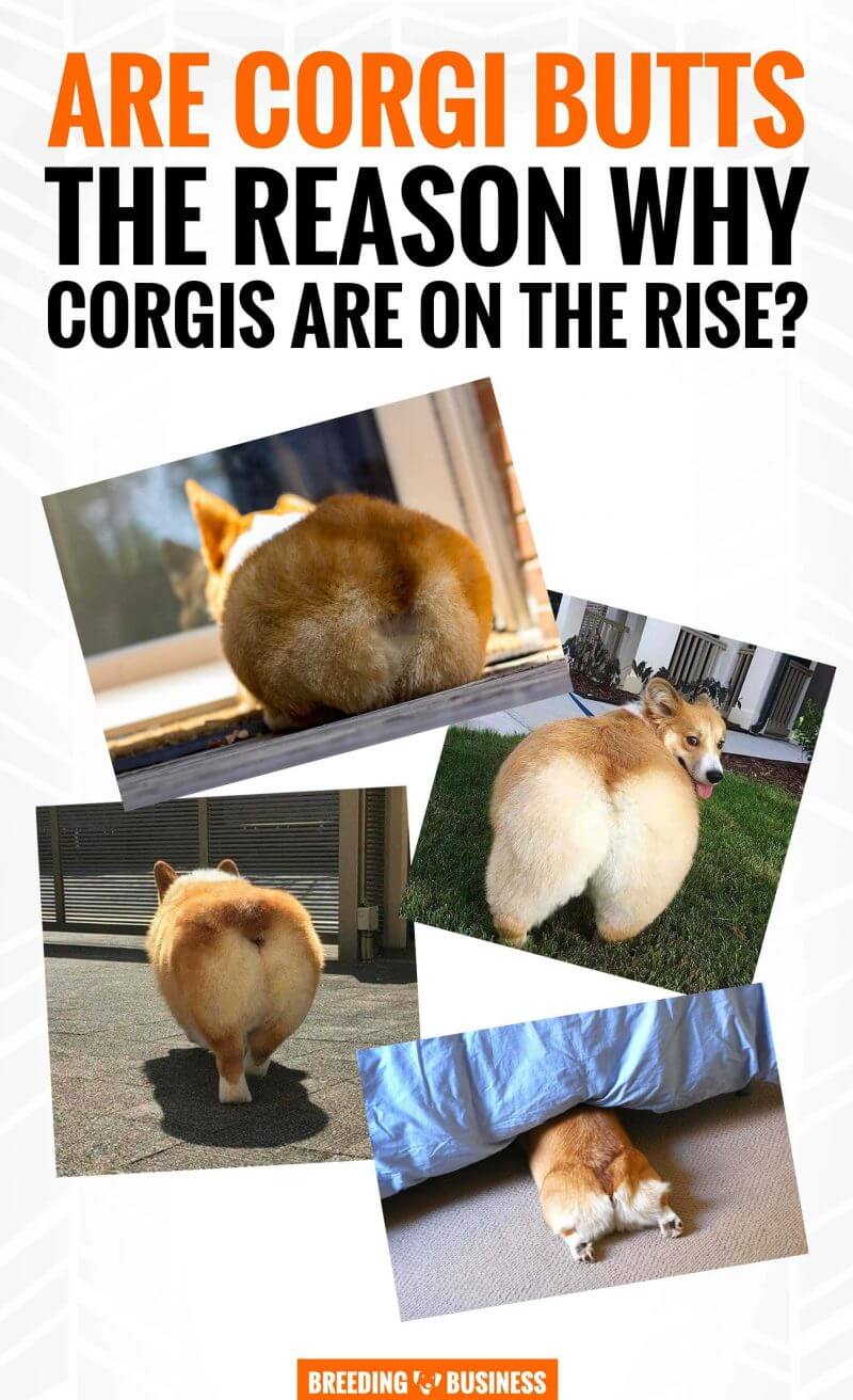 corgi butts