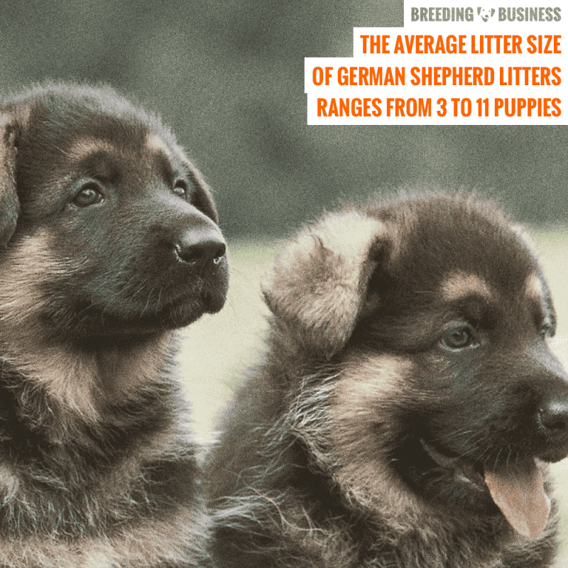 german shepherd average litter size