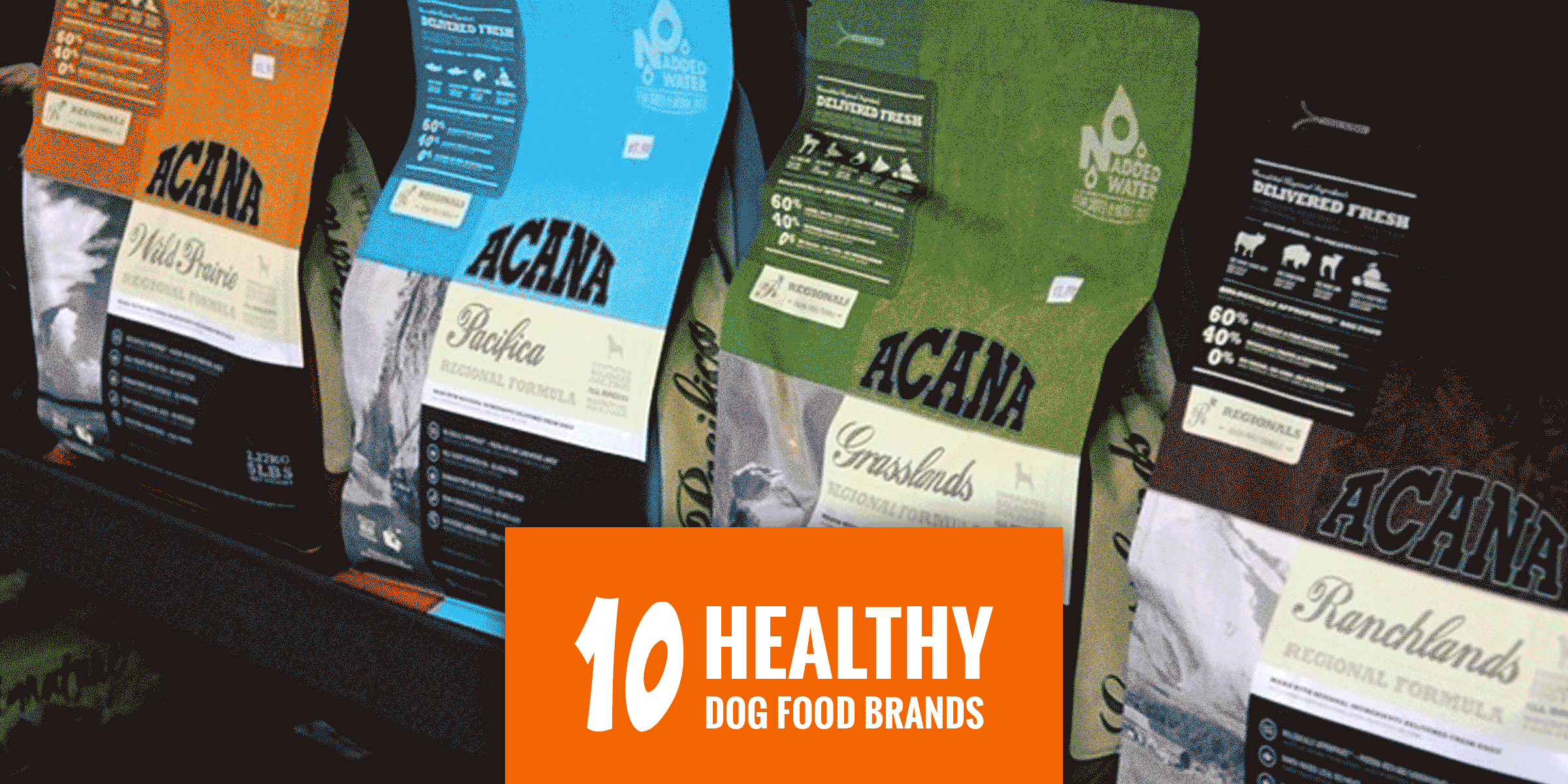 dog food healthy brands