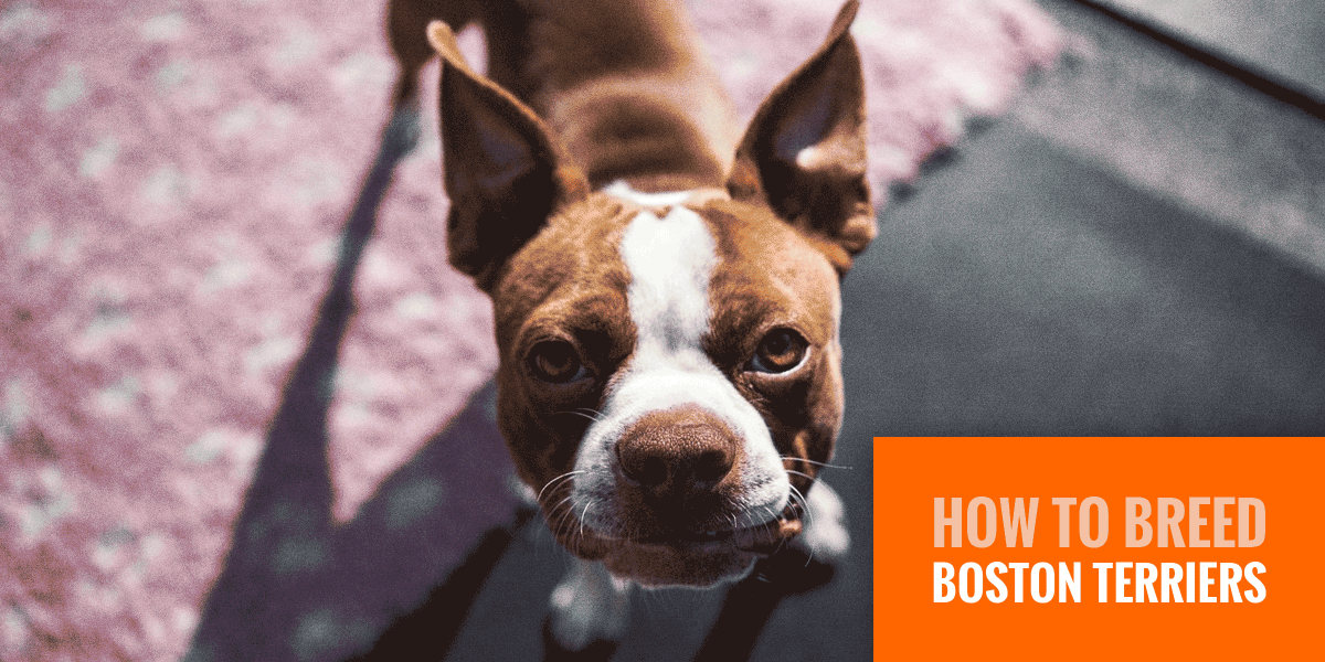 healthy boston terrier