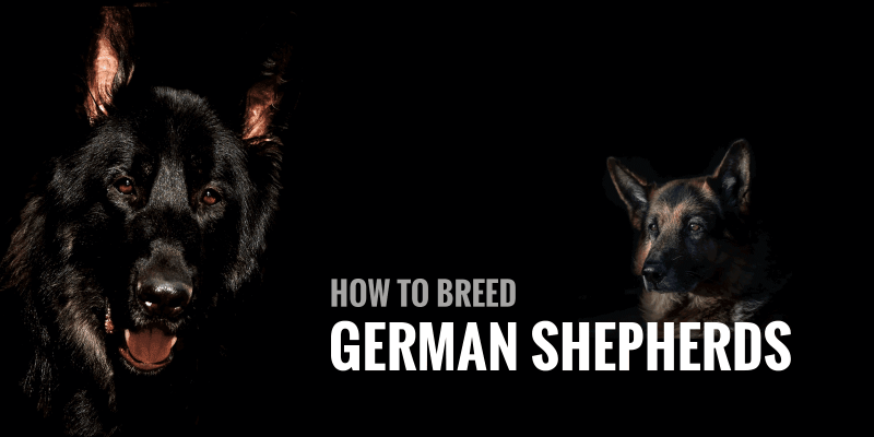 german shepherd mate
