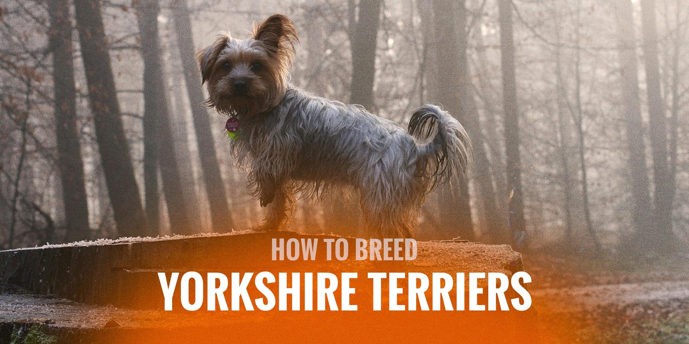 what are yorkies bred for