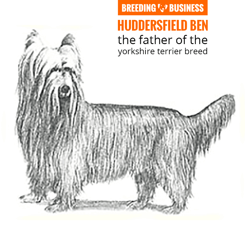 huddersfield ben yorkshire terrier stud