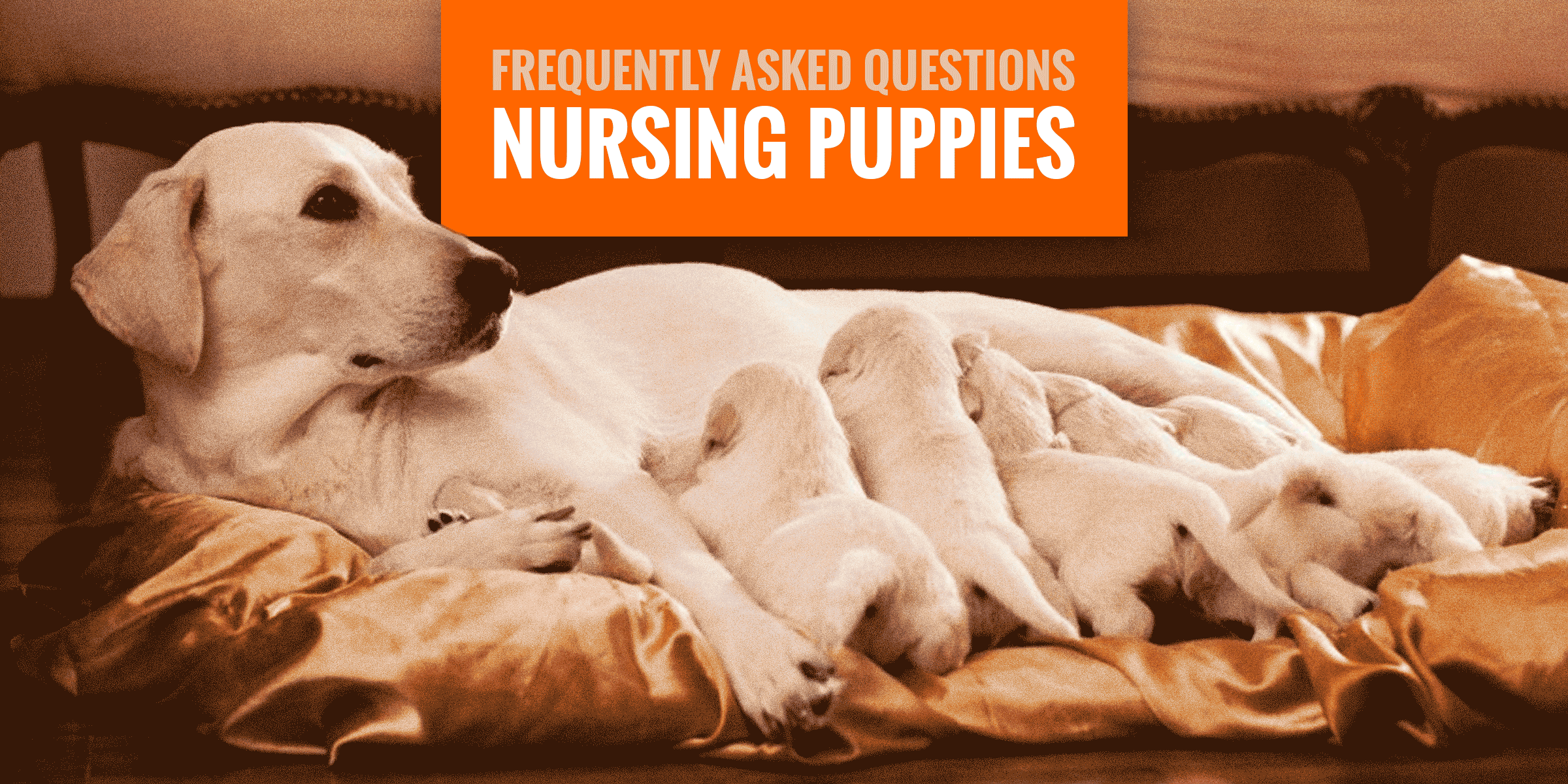 Nursing Puppies Most Frequently Asked Questions,Contemporary Interior Design