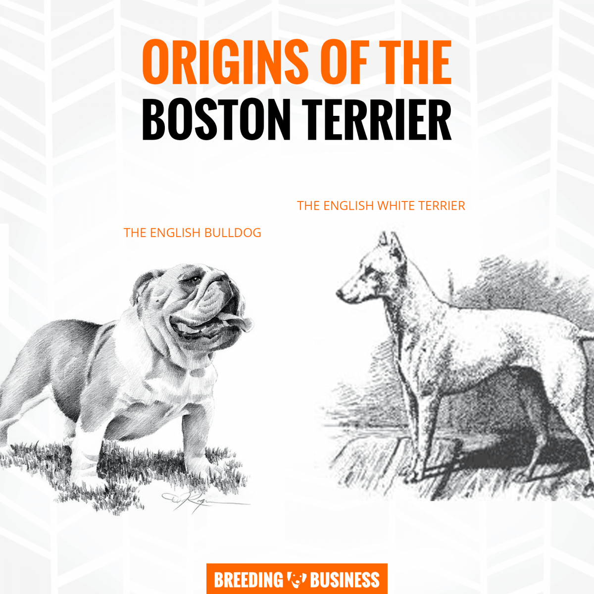 origins of boston terrier breeding