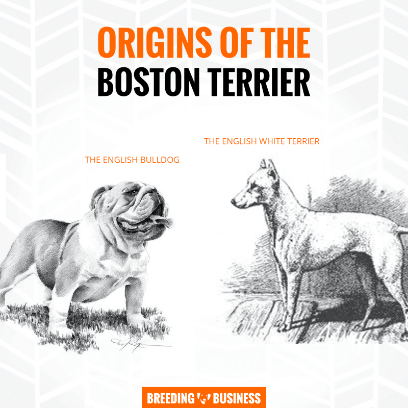 breeding boston terriers whelping