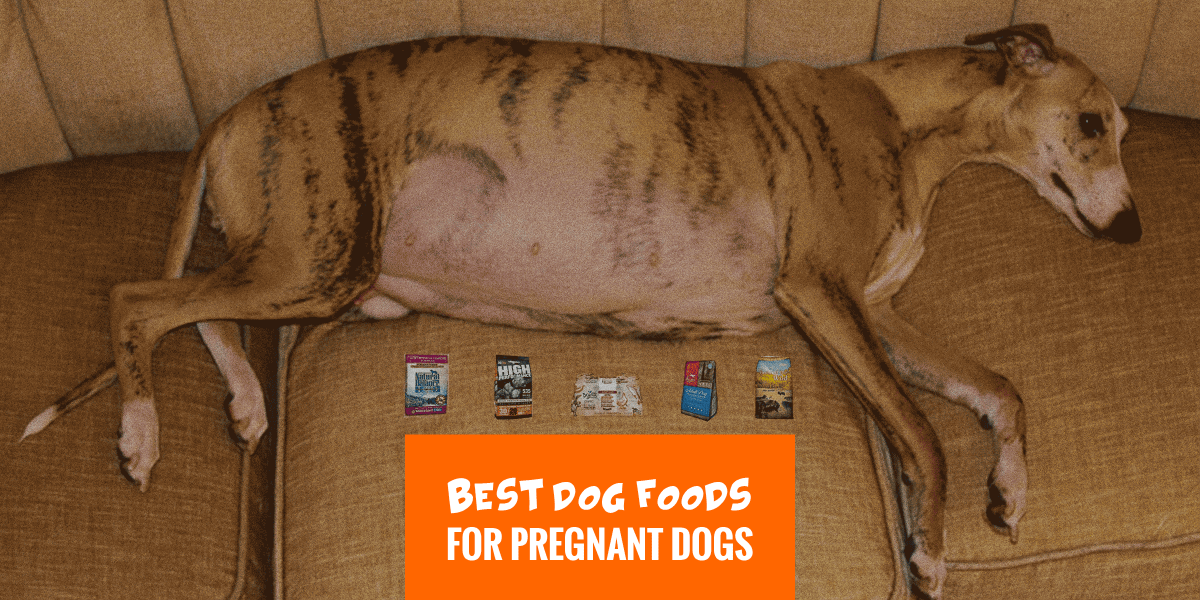 dog food for lactating dogs