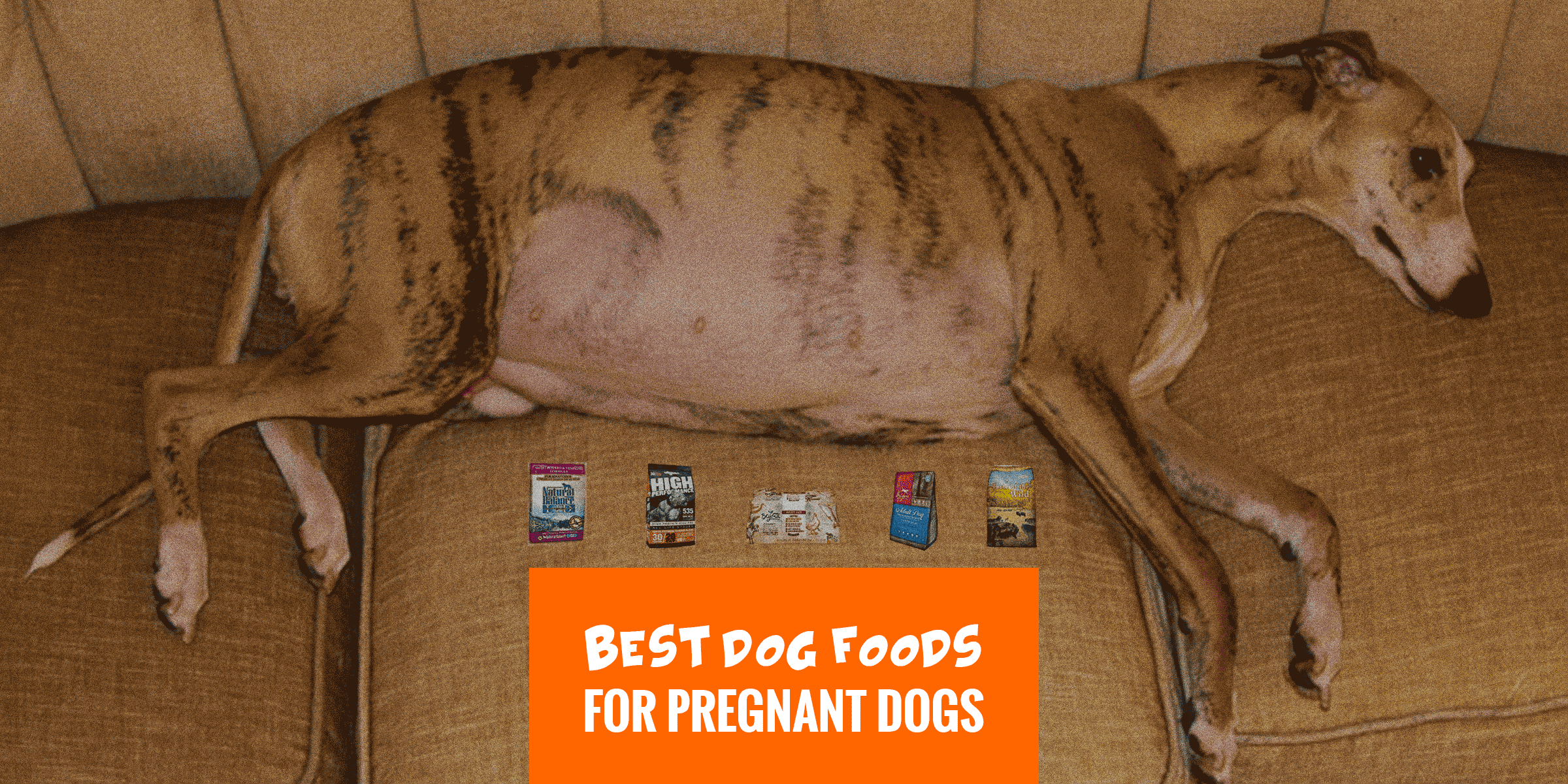 what to feed a pregnant dog