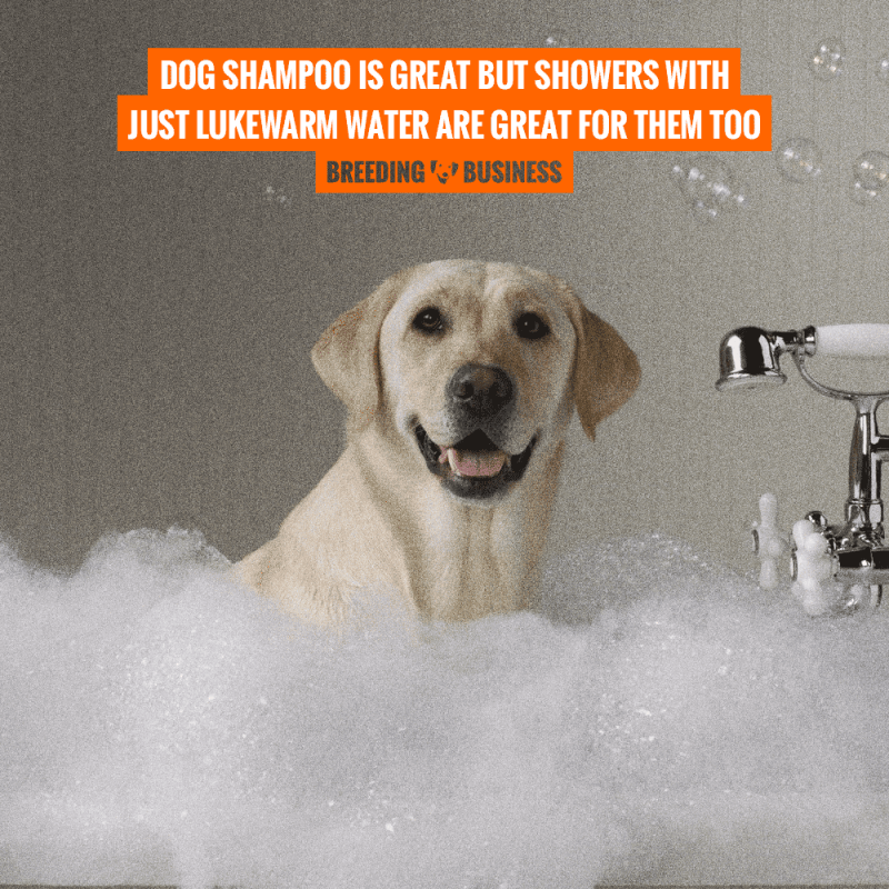 dog shampoo lukewarm water