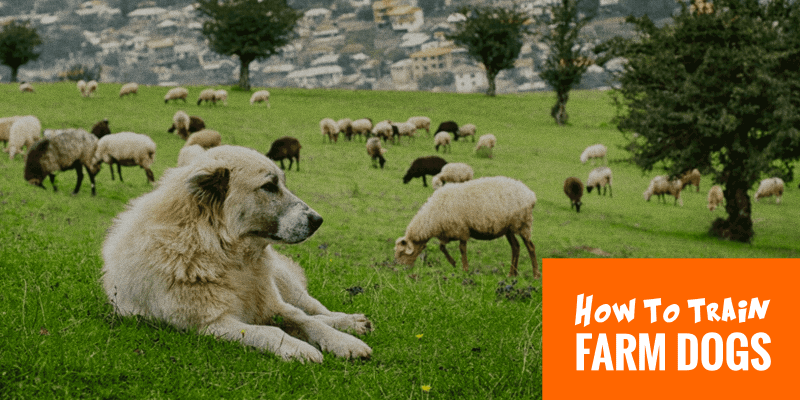 training a great pyrenees to guard livestock