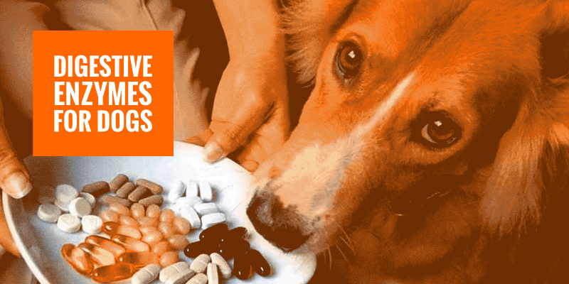 best pancreatic enzymes for dogs